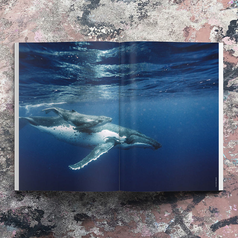 Waves & Woods Issue #27